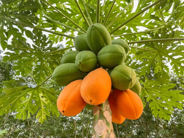 Papaya